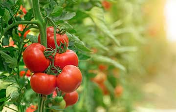 Micronutrients for Tomato Plants A Manufacturer's Guide Micronutrients for Tomato Plants A Manufacturer's Guide