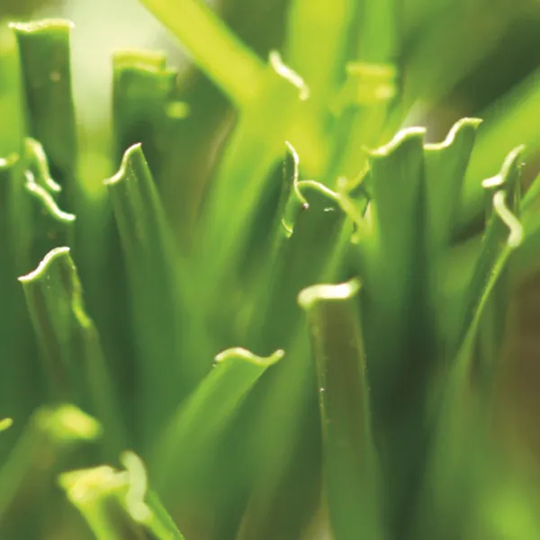 Artificial turf for soccer fields. Artificial turf for soccer fields.