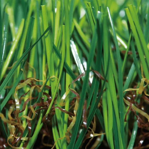 <trp-post-container data-trp-post-id='6764'>Tailored artificial grass for miniature golf course</trp-post-container> <trp-post-container data-trp-post-id='6764'>Tailored artificial grass for miniature golf course</trp-post-container>