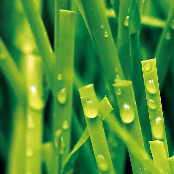 Sports Synthetic Grass on Soccer Fields