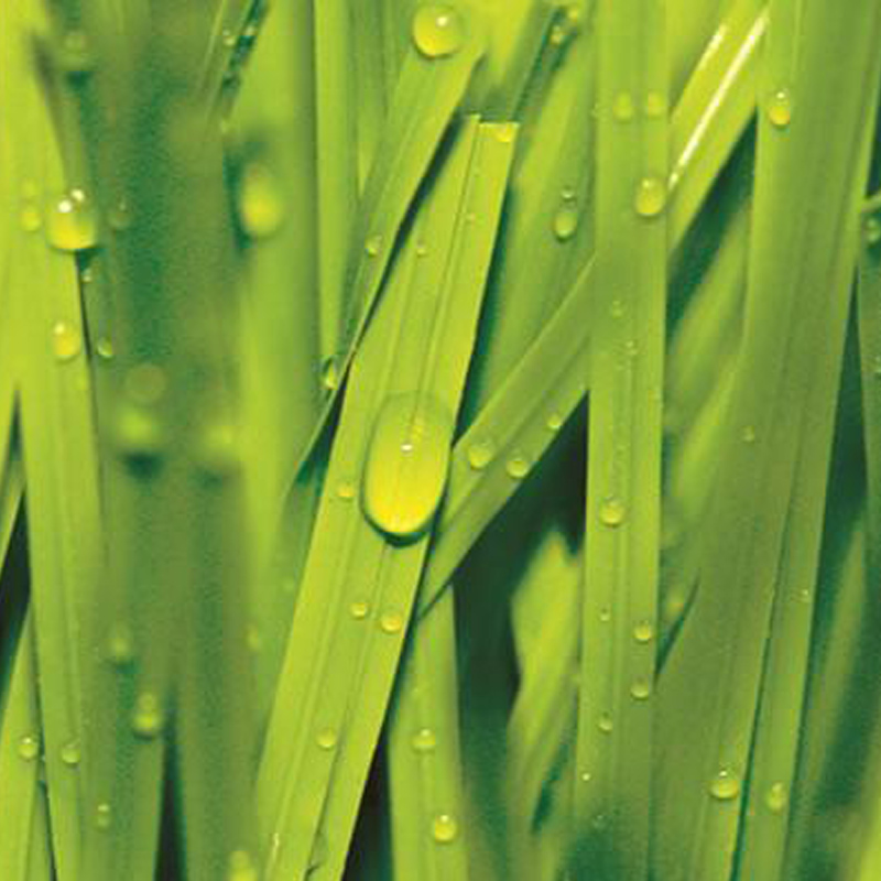 <trp-post-container data-trp-post-id='6760'>Artificial turf for domestic households in China</trp-post-container> <trp-post-container data-trp-post-id='6760'>Artificial turf for domestic households in China</trp-post-container>