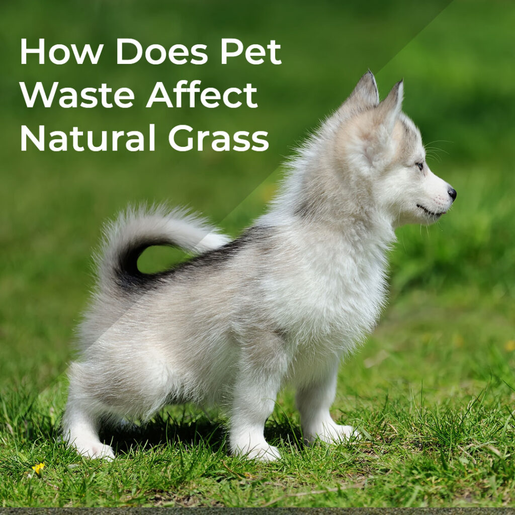 Purchase synthetic grass for your concrete patio. Purchase synthetic grass for your concrete patio.