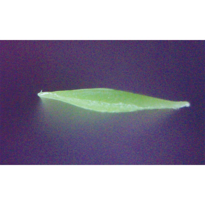 Creating the Most Lifelike Artificial Grass for a Natural Look and Feel Creating the Most Lifelike Artificial Grass for a Natural Look and Feel