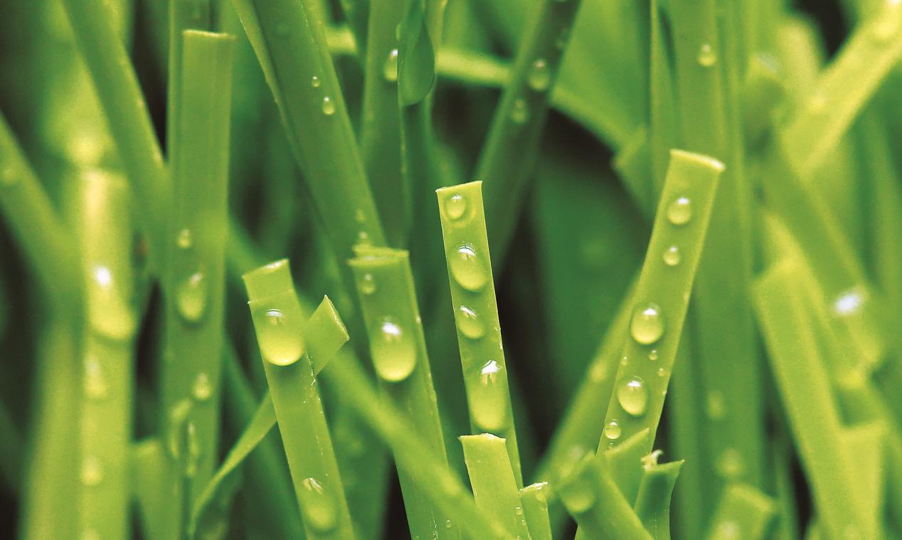 Buy artificial turf for your project.