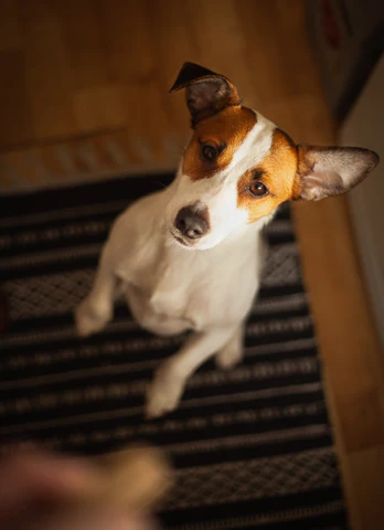 The Types of Dog Treats: An In-Depth Look pet treats
