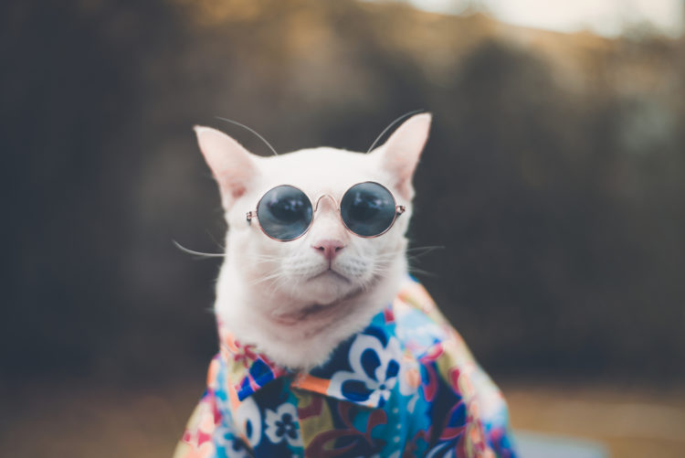 Clothing On Cats – Is it Ethical? Pet clothes