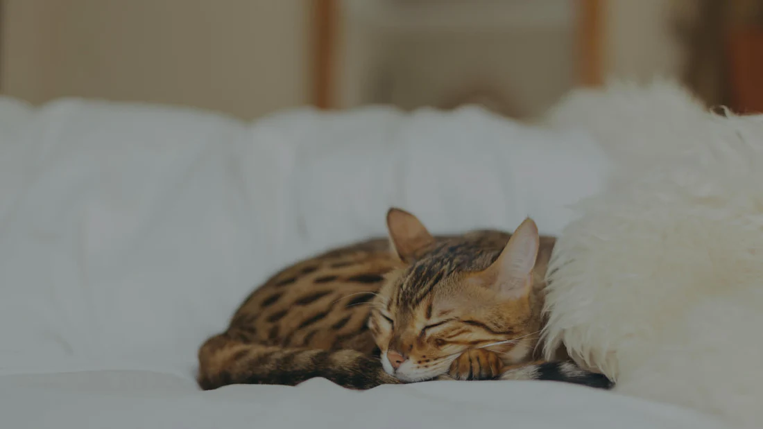 Tofu Cat Litter: An All-Natural Solution to Your Cat's Litter Needs cat litter
