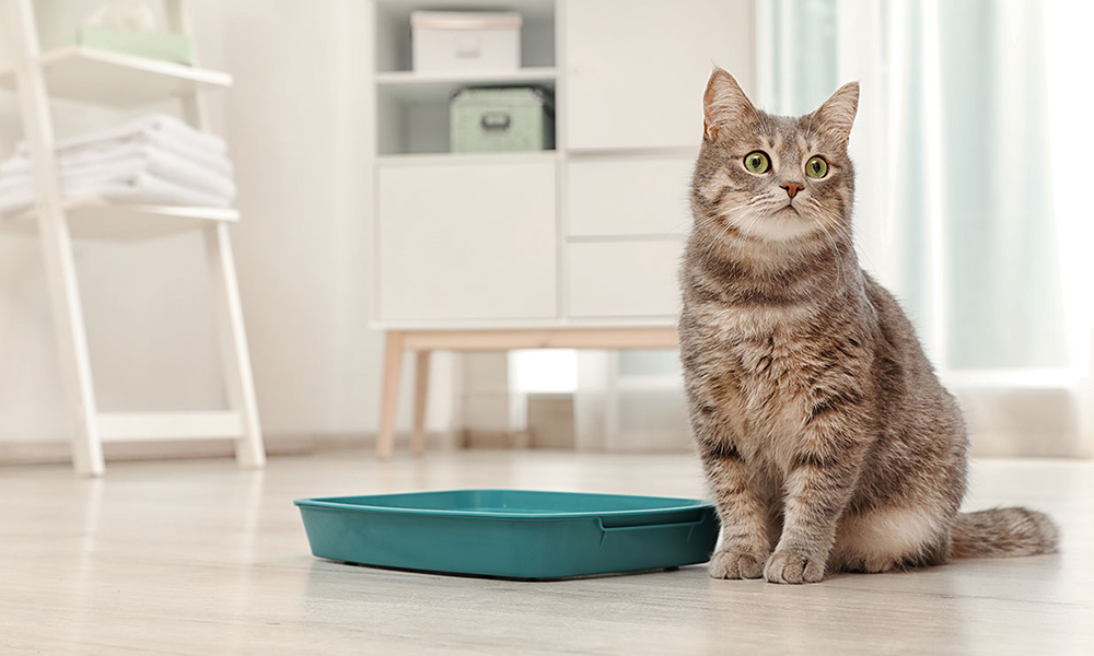 THE BEST TYPES OF BIODEGRADABLE CAT LITTER – HOW TO CHOOSE cat litter