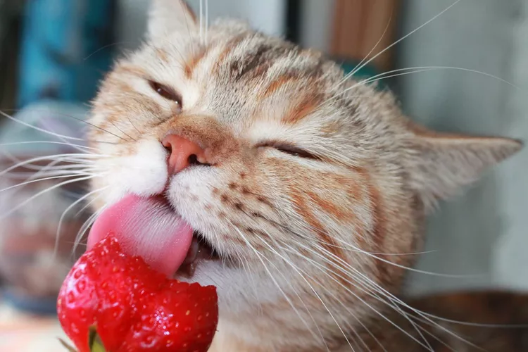 9 Human Foods That Are Safe for Kitty to Snack On cat treats