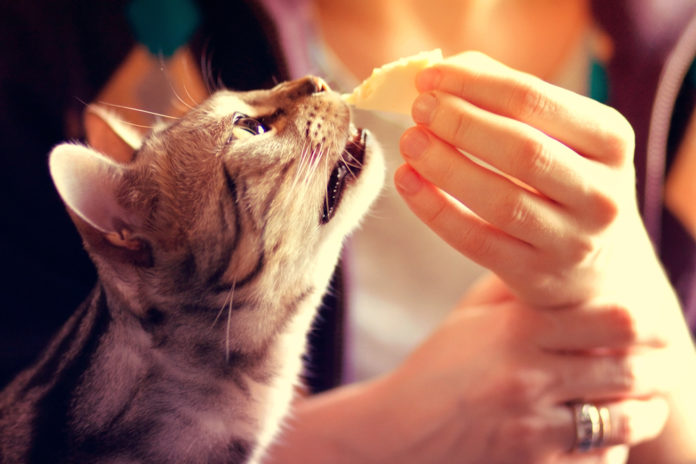 Foods that make great cat treats cat treats