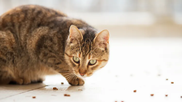 List of Human Foods Cats Can And Can't Eat cat treats
