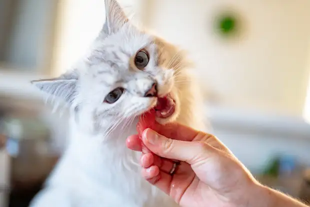 What Human Food Can Cats Eat? cat treats