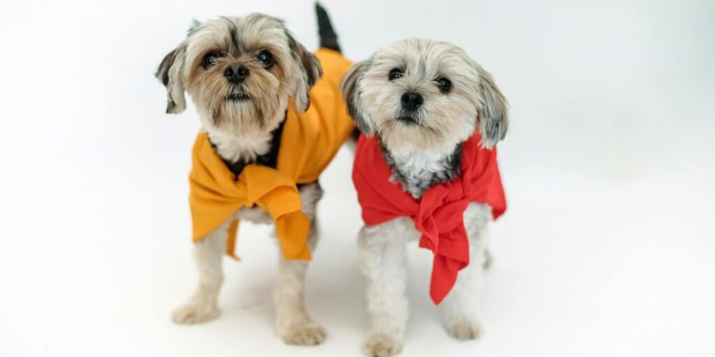 Dressing up your dog, good or bad? dog clothes