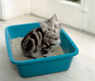 Cat Litter: How Was It Invented? Cat litter