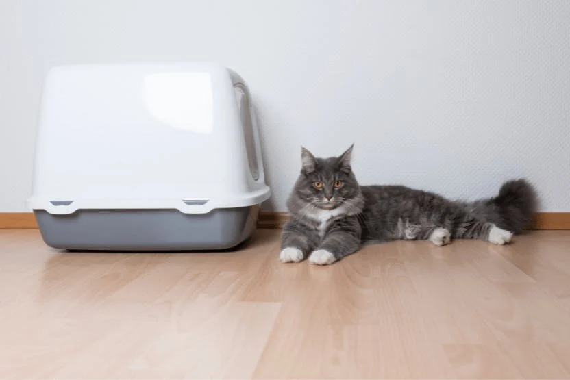 Eco-friendly Cat Litter: A Complete Guide Cat litter