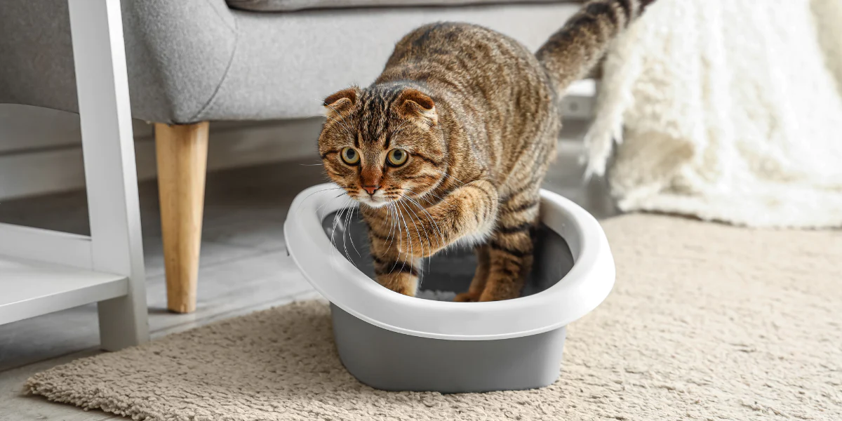 What are the Healthiest Cat Litters? Cat litter