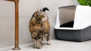 Is Bentonite Cat Litter Safe? Exploring the Myths and Facts Bentonite cat litter