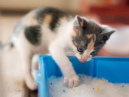 Bentonite Clay Cat Litter: Is It Eco-Friendly? Bentonite cat litter