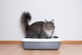 Can cat litter be flushed down the toilet? Bentonite cat litter