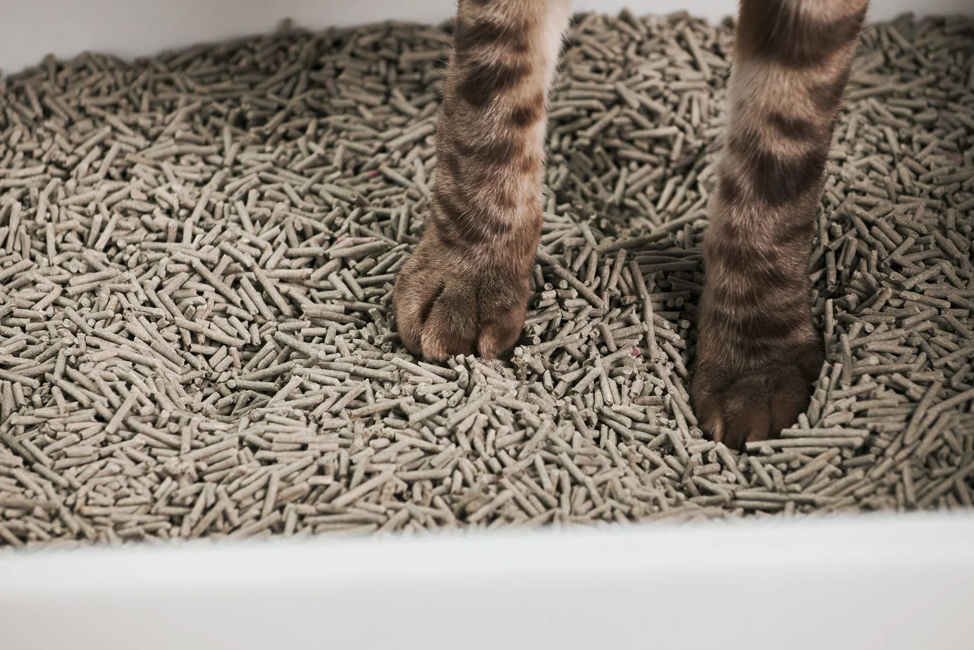 how to switch your cat to a new litter Bentonite cat litter