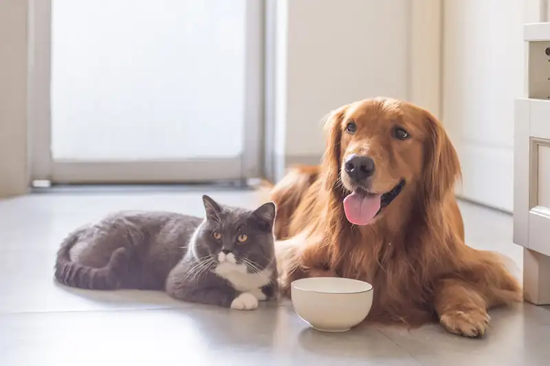 Cat litter production facilities Cat litter production facilities