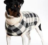 Do dogs like wearing clothes?