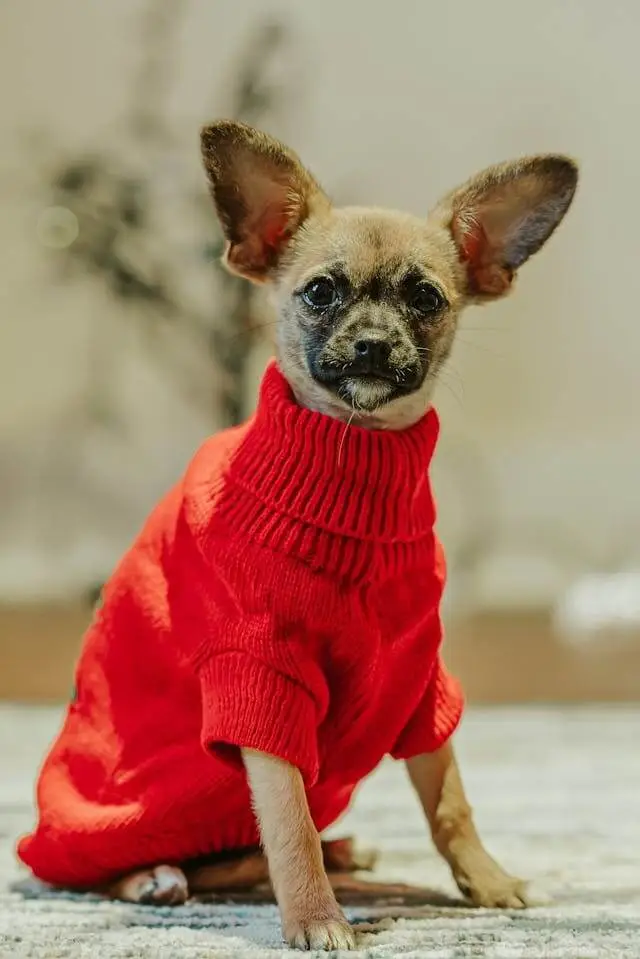 Do Dogs Like Wearing Clothes?