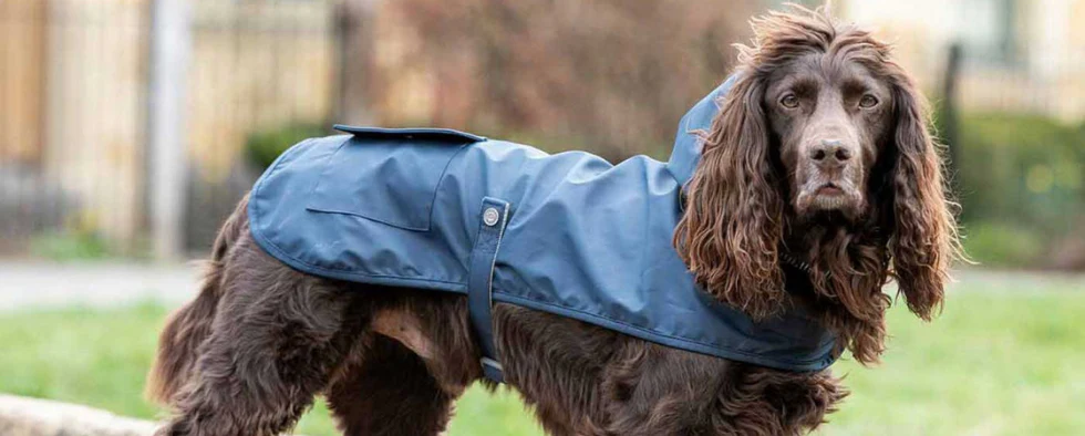 Areeman's Collection Clothes for Yorkie Dogs Areeman's Collection Clothes for Yorkie Dogs