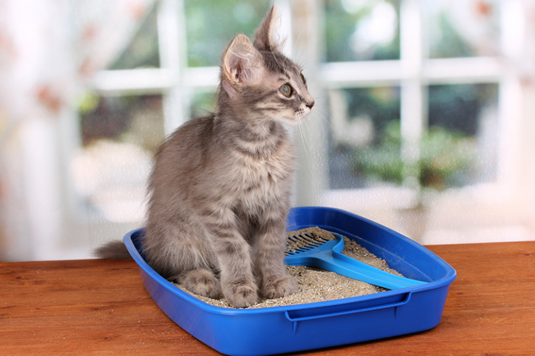 Top-rated cat litter from a trusted manufacturer. Top-rated cat litter from a trusted manufacturer.
