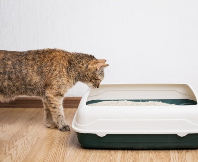 Finding the Best Pellet Cat Litter Suppliers Near You Finding the Best Pellet Cat Litter Suppliers Near You