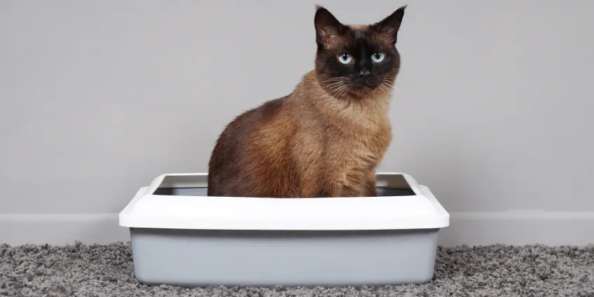 China bulk tofu cat litter is affordable and eco-friendly. China bulk tofu cat litter is affordable and eco-friendly.