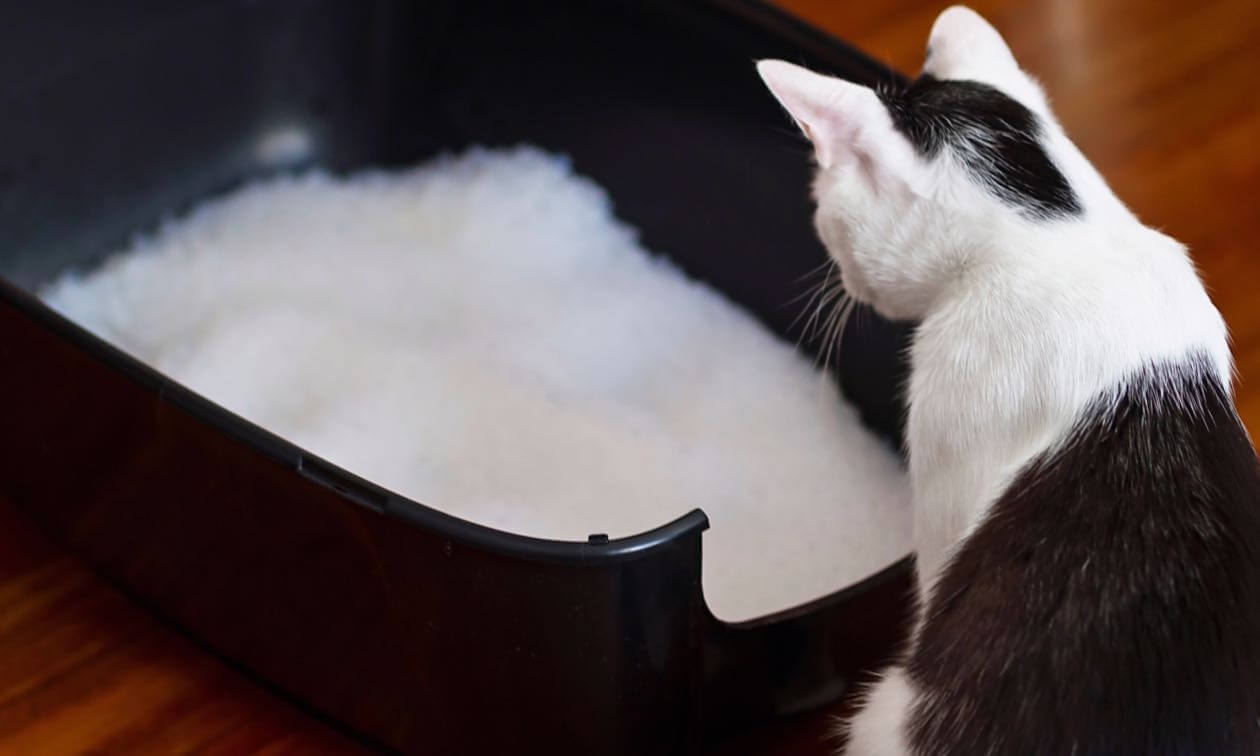 Top manufacturers of premium clumping cat litter for the best absorption results Top manufacturers of premium clumping cat litter for the best absorption results