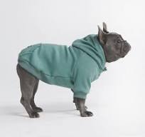 There is no harm putting clothes on your dog