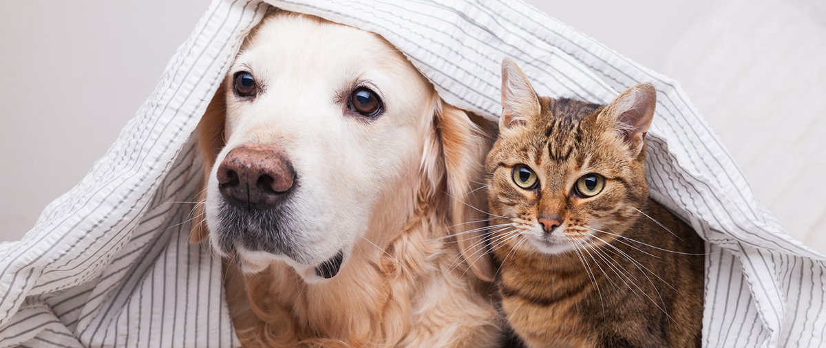 Manufacturer of Catit cat litter for your feline friend's hygiene and comfort. Manufacturer of Catit cat litter for your feline friend's hygiene and comfort.