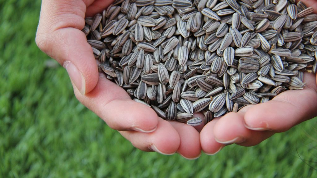 Bulk Sunflower Seed Factories Bulk Sunflower Seed Factories