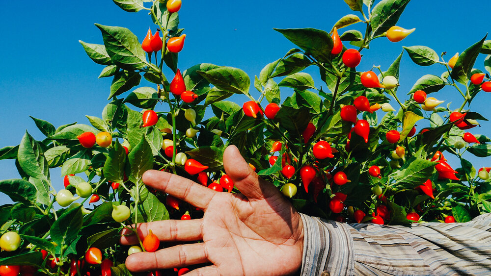 Paprika Oleoresin Export Pricing Analysis