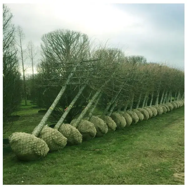 Galvanized Welded Mesh Fence Panels Galvanized Welded Mesh Fence Panels