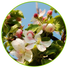 Yellow Pollen Supplier Yellow Pollen Supplier