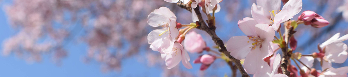 Apricot pollen nutrition pricing details available. Apricot pollen nutrition pricing details available.