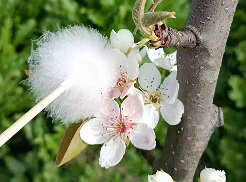 ARTIFICIAL POLLINATION CAN BRING MAXIMUM HARVEST TO OUR ORCHARD