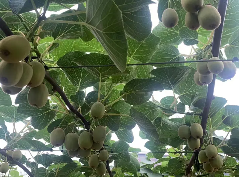Several methods of promoting kiwifruit pollination