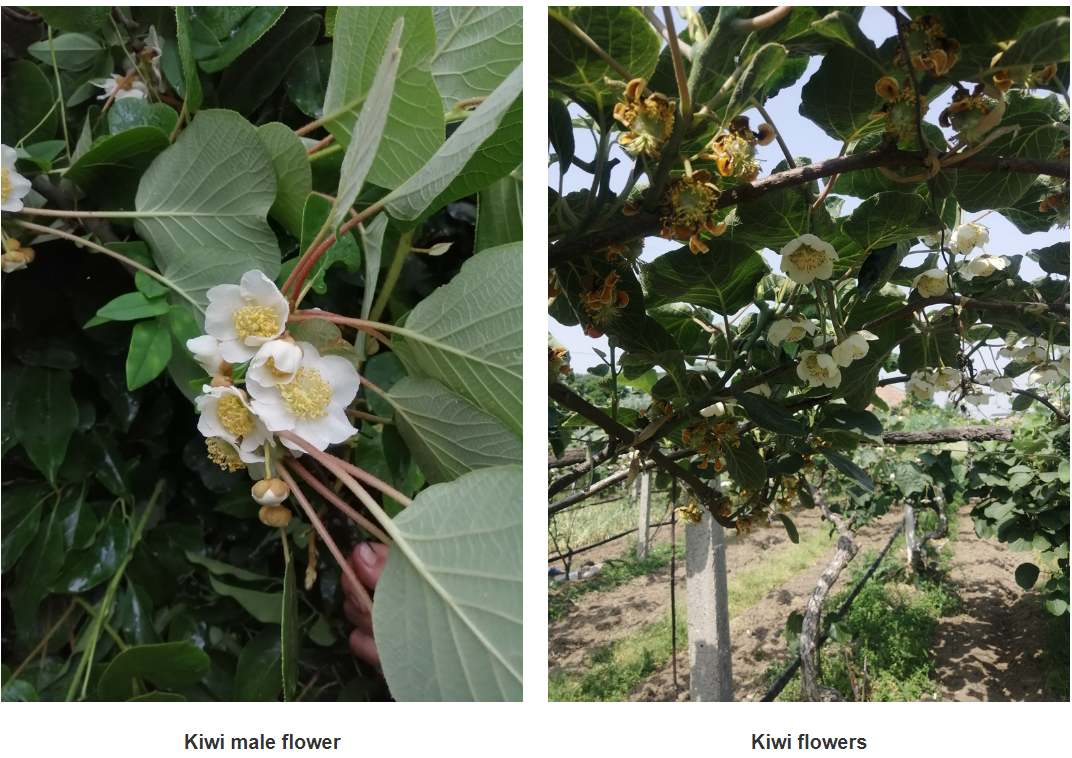 Protection bags for fruit trees can be purchased to safeguard your harvest and prevent damage. Protection bags for fruit trees can be purchased to safeguard your harvest and prevent damage.