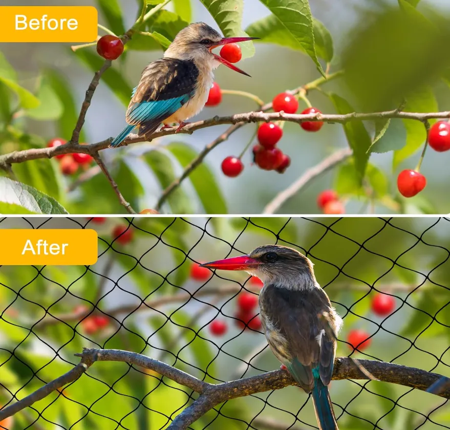 Understand the Anti Bird Netting