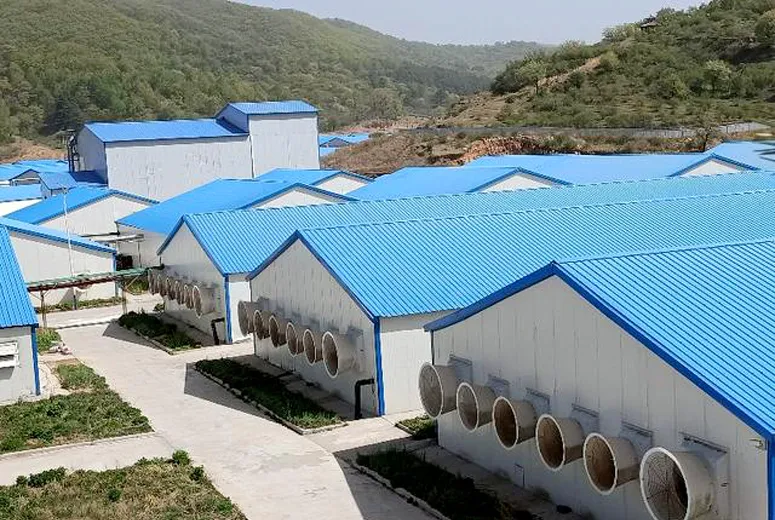 Light Steel Poultry Shed