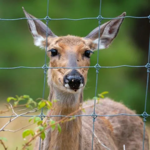 High Tensile Goat / Cattle Fence/Hinge Joint/Fixe Knot Field Fence/Farm Wire Fence /Farm Fence/Livestock /Deer/Sheep Fence/Stiff Stay Fencing