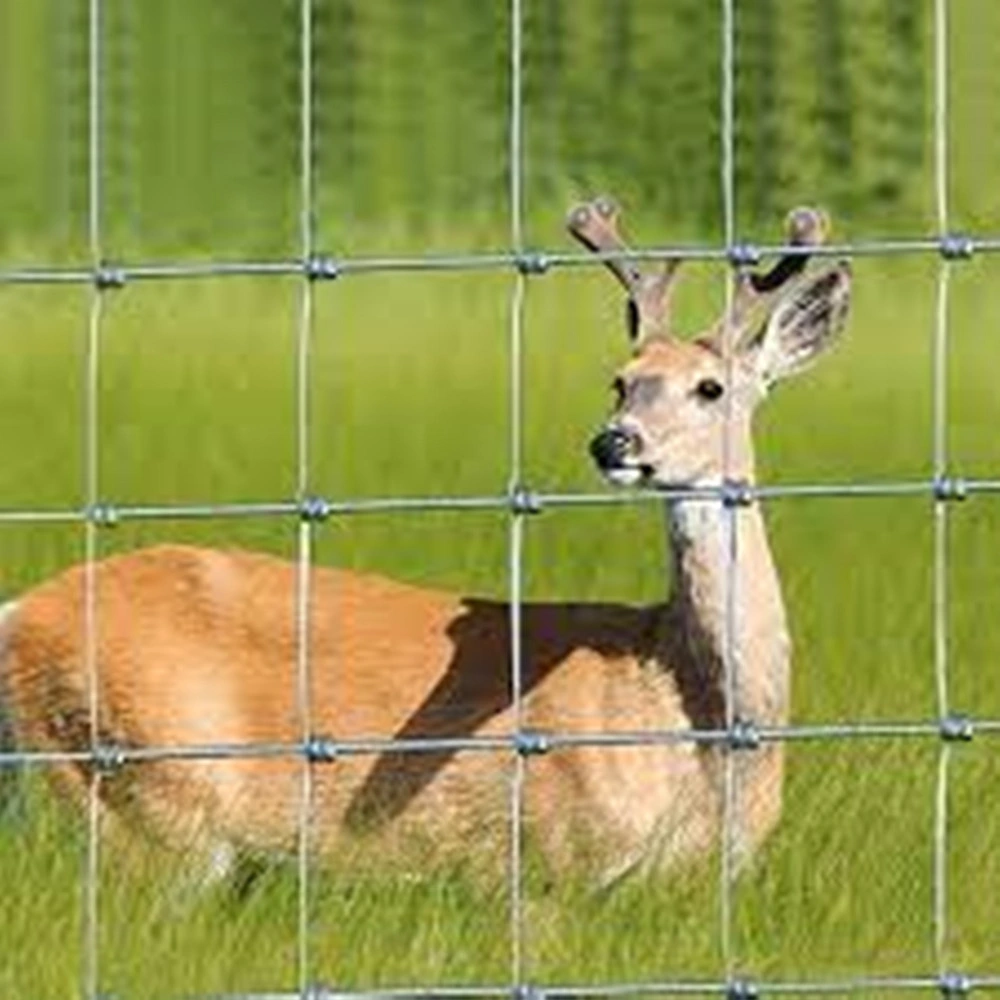 Wholesale Hot Sale Cheap Galvanized Sheep Livestock Wire Mesh Rolls Security Farm/Horse Cattle Field Fence for Fixed Knot/Deer/Game