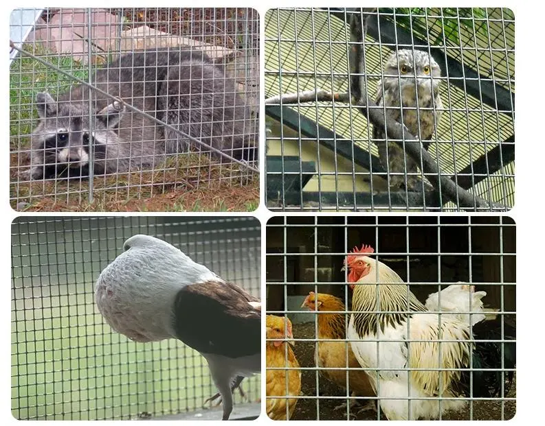 galvanized welded wire mesh roll Cheap Green Color PVC Coated / Galvanized Welded Wire Mesh Price for Poultry Animal Cage