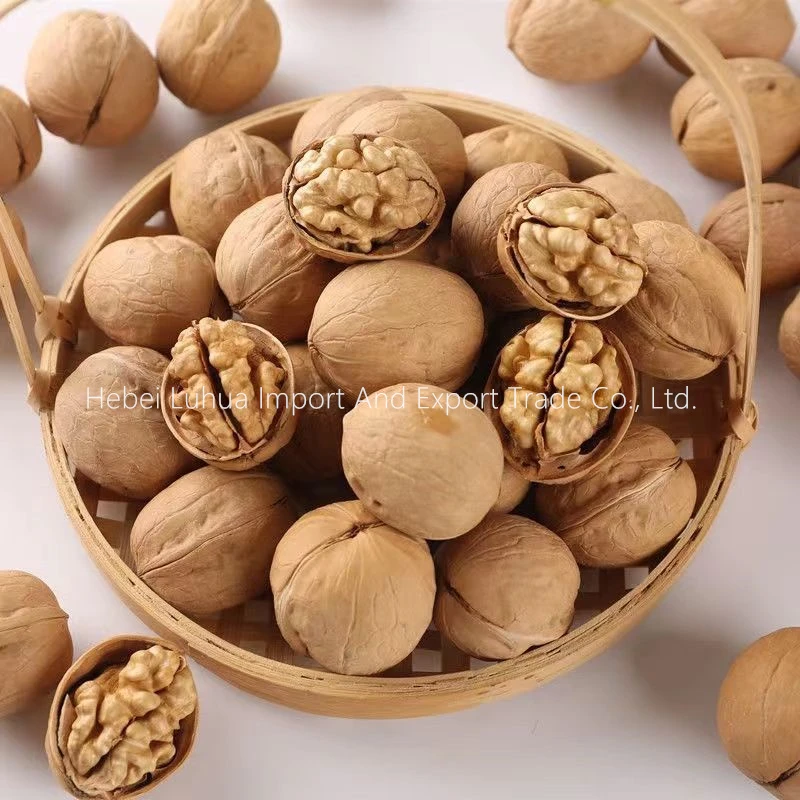 China Walnut 33 Walnut In Shell