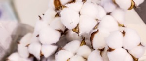 Developing Polyamide N56 Products