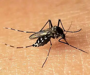 Stretched Anti-Mosquito Fabric Stretched Anti-Mosquito Fabric